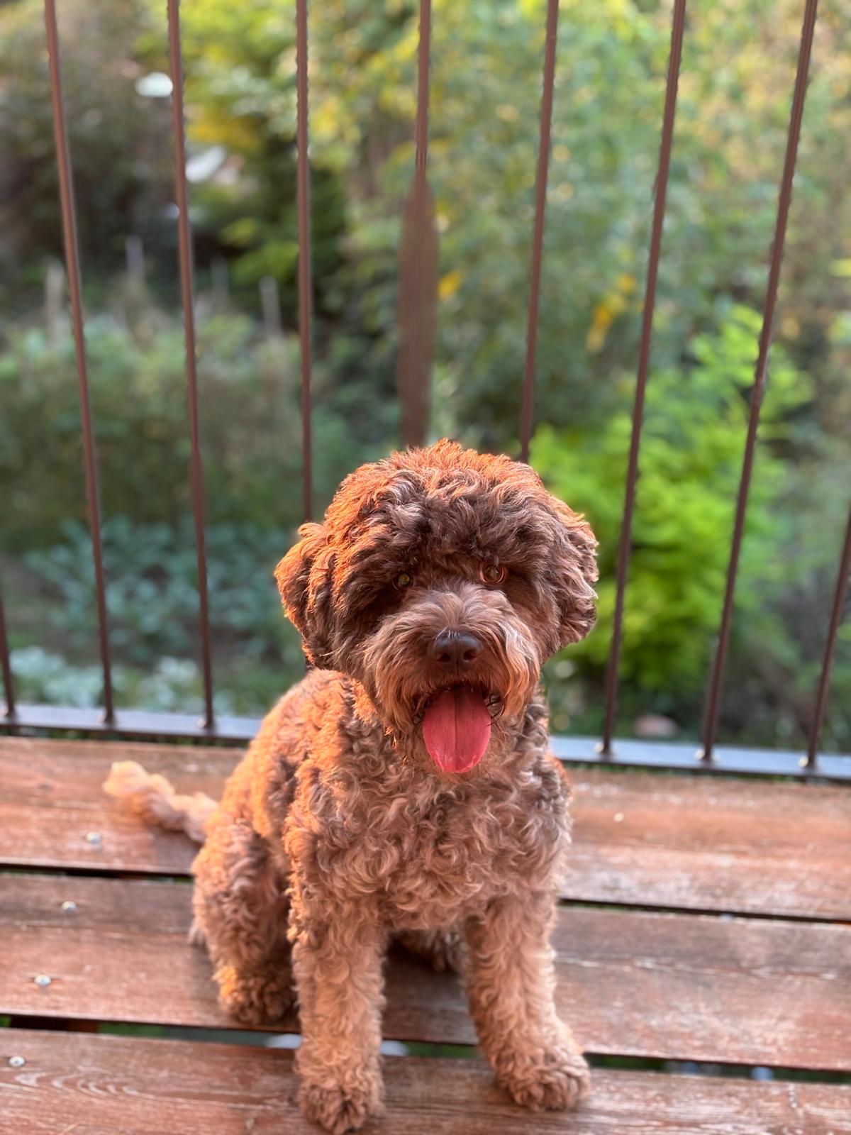 Chewy, Bright Spiral Literacy's Chief Fluff Officer